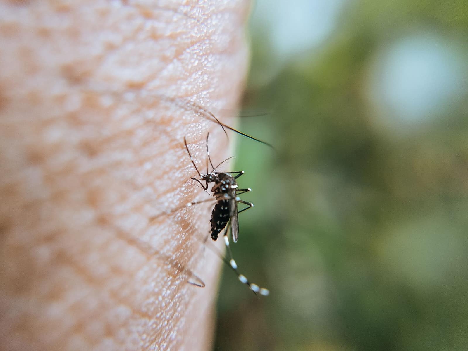 Close-up of a mosquito on human skin