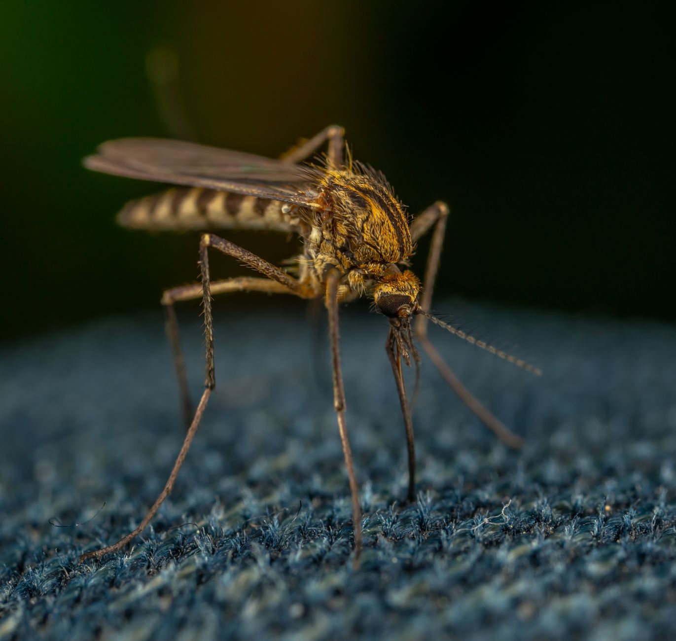 Macro view of a mosquito resting on textured fabric