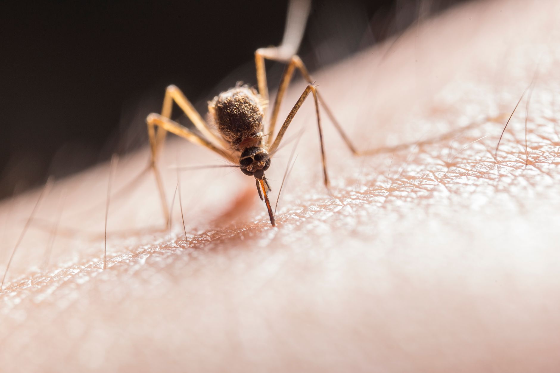 Macro close-up of a mosquito biting human skin