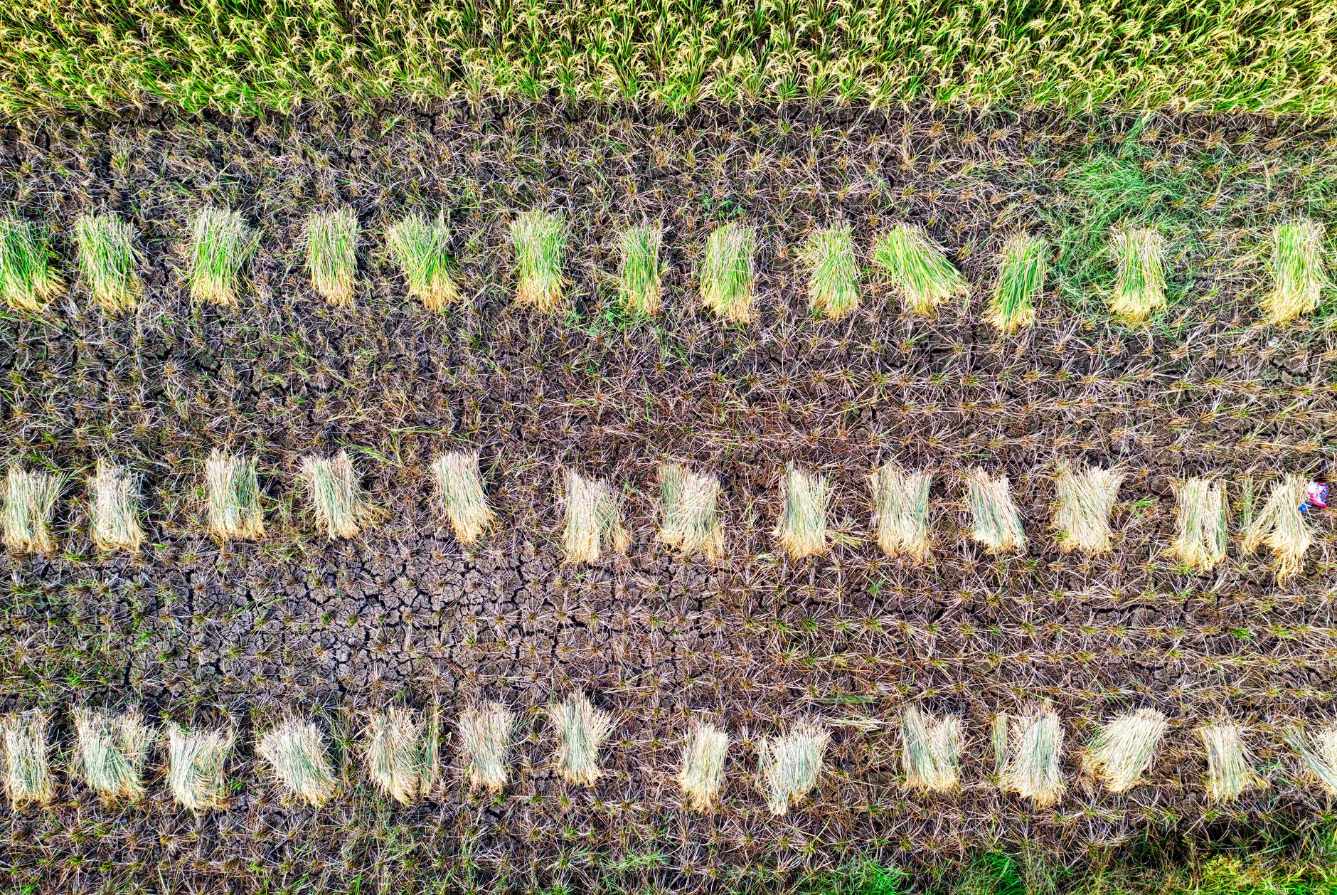 Top-down view of a rice plantation with rows of harvested rice plants laid out in a grassy agricultural field