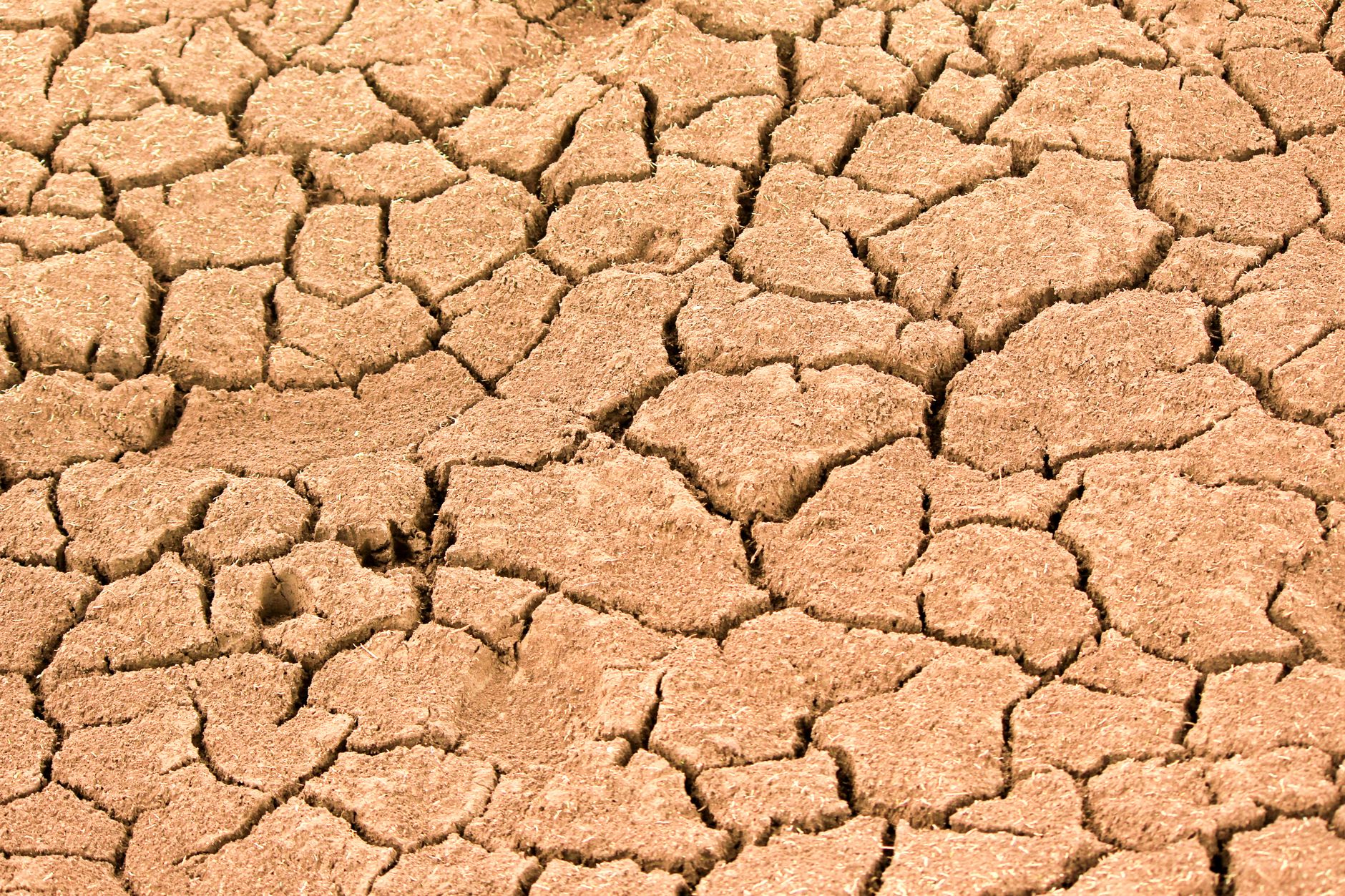 Close-up of cracked, dry earth showing the effects of drought